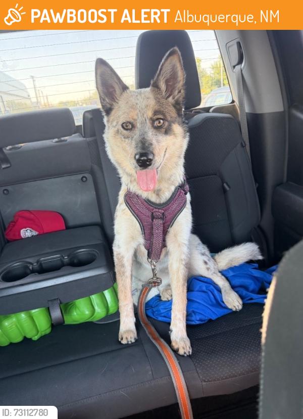 Found/Stray Female Dog last seen Lomas/San Pedro, Albuquerque, NM 87110