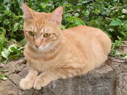 Reunited Male Cat last seen Delhi and Oakwood Park Drive , Cincinnati, OH 45238