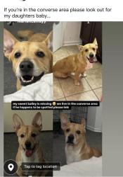 Reunited Male Dog last seen Crestway/ morning grove, Converse, TX 78109