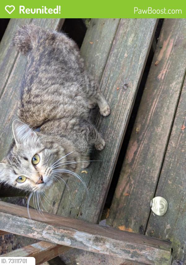 Reunited Unknown Cat last seen Near karmich street, fairfax station va, Fairfax Station, VA 22039
