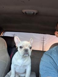 Lost Male Dog last seen Andromeda Way, Converse, TX 78109