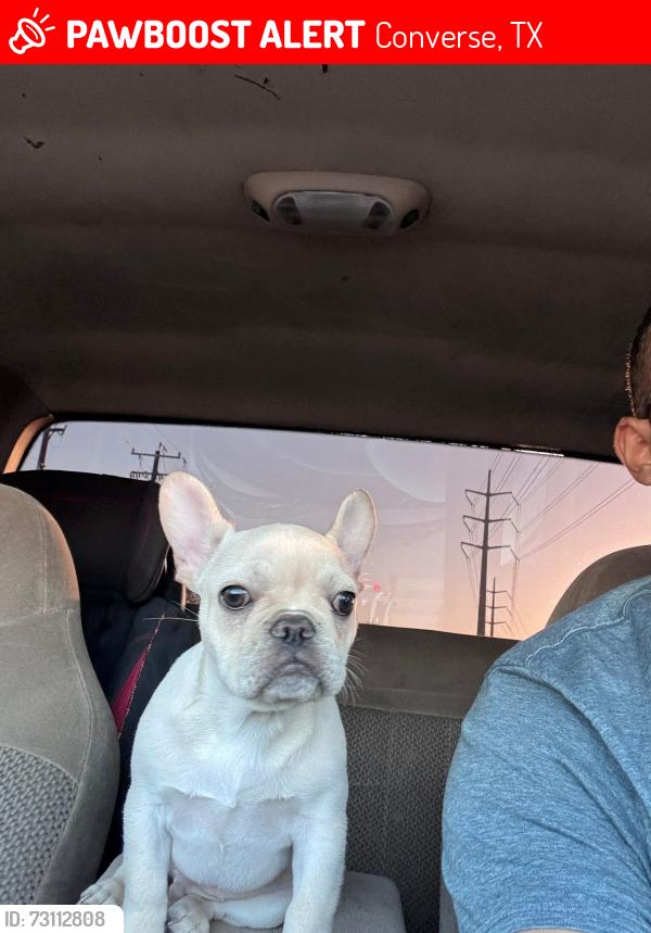 Lost Male Dog last seen Andromeda Way, Converse, TX 78109