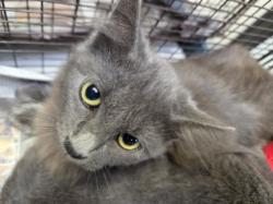 Shelter Stray Female Cat last seen , 11361 W Pico Blvd, Los Angeles, CA 90064, USA