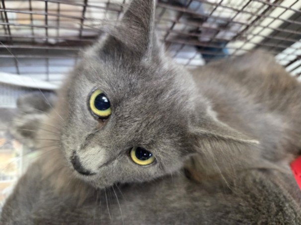 Shelter Stray Female Cat last seen , 11361 W Pico Blvd, Los Angeles, CA 90064, USA