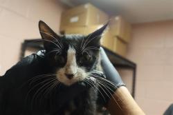 Shelter Stray Female Cat last seen Near BLOCK SC-215 S JENKINSVILLE, 127 Humane Ln, Columbia, SC 29201, USA