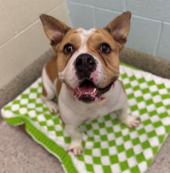 Shelter Stray Male Dog last seen HWY 85 & CR 168 - OFFICER SIMPSON, 12155 Park Blvd, Brighton, CO 80601, USA