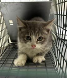 Shelter Stray Female Cat last seen Near BLOCK QUEBEC ST, 12155 Park Blvd, Brighton, CO 80601, USA