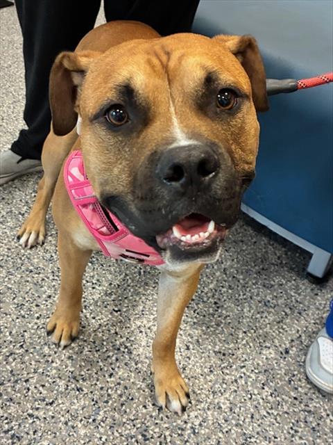 Shelter Stray Male Dog last seen FEDERAL AND 96TH AT THE 7/11, 12155 Park Blvd, Brighton, CO 80601, USA