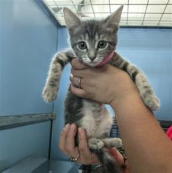 Shelter Stray Female Cat last seen W 16TH ST X N D ST, 333 Chandler Pl, San Bernardino, CA 92408, USA