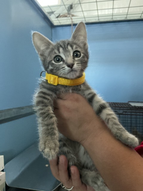 Shelter Stray Female Cat last seen W 16TH ST X N D ST, 333 Chandler Pl, San Bernardino, CA 92408, USA