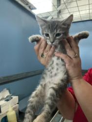 Shelter Stray Female Cat last seen W 16TH ST X N D ST, 333 Chandler Pl, San Bernardino, CA 92408, USA