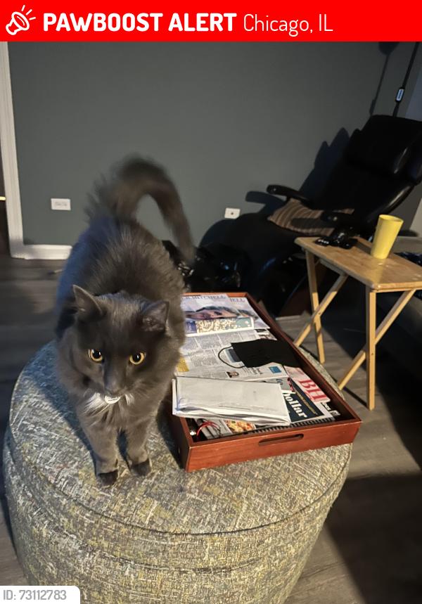 Lost Male Cat last seen 41st and Cottage Grove Chicago, IL 60605, Chicago, IL 60653