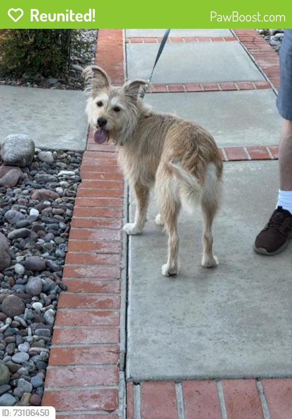 Reunited Female Dog last seen Skywood Drive, El Cajon, CA 92020, El Cajon, CA 92020
