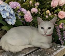 Shelter Stray Female Cat last seen , 957 N Gaffey St, San Pedro, CA 90731, USA