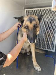 Shelter Stray Male Dog last seen Near BLOCK DESARAE ST, MOJAVE CA 93501, 3951 Fruitvale Ave, Bakersfield, CA 93308, USA