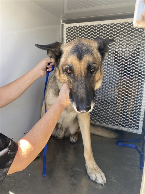 Shelter Stray Male Dog last seen Near BLOCK DESARAE ST, MOJAVE CA 93501, 3951 Fruitvale Ave, Bakersfield, CA 93308, USA