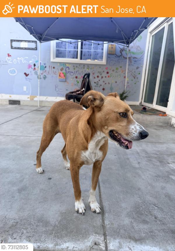 Found/Stray Female Dog last seen Ezie St., San Jose, San Jose, CA 95111