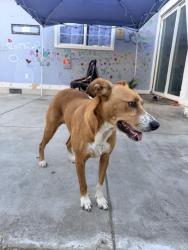 Found/Stray Female Dog last seen Ezie St., San Jose, San Jose, CA 95111