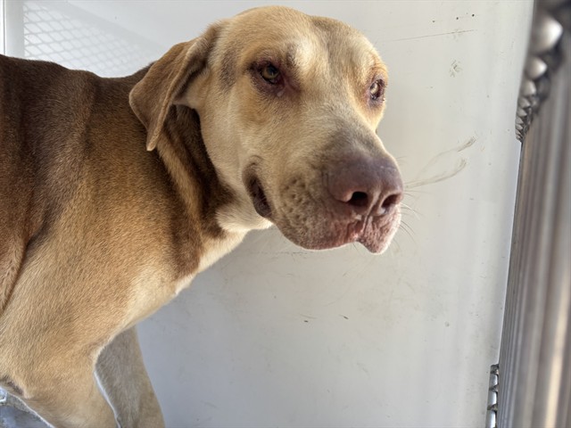 Shelter Stray Male Dog last seen Near BLOCK COSTAJO RD, BAKERSFIELD CA 93313, 3951 Fruitvale Ave, Bakersfield, CA 93308, USA