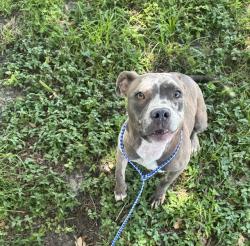 Shelter Stray Female Dog last seen WEST 45TH ST//FAIRWAY OAKS, 2020 Forest St, Jacksonville, FL 32204, USA