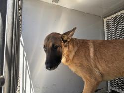 Shelter Stray Male Dog last seen Near BLOCK COSTAJO RD, BAKERSFIELD CA 93313, 3951 Fruitvale Ave, Bakersfield, CA 93308, USA