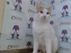 Shelter Stray Female Cat last seen , 2769 Conroy Rd, Orlando, FL 32839, USA