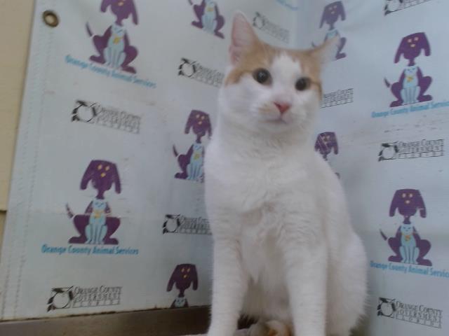 Shelter Stray Female Cat last seen , 2769 Conroy Rd, Orlando, FL 32839, USA