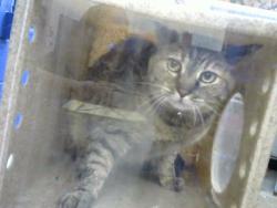 Shelter Stray Female Cat last seen Near BLOCK HAZELDINE AVE SW, 8920 Lomas Blvd NE, Albuquerque, NM 87112, USA