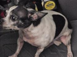 Shelter Stray Unknown Dog last seen LAKE EUSTIS DR TAVARES 32778, 12280 County Rd 448, Tavares, FL 32778, USA