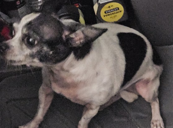 Shelter Stray Unknown Dog last seen LAKE EUSTIS DR TAVARES 32778, 12280 County Rd 448, Tavares, FL 32778, USA