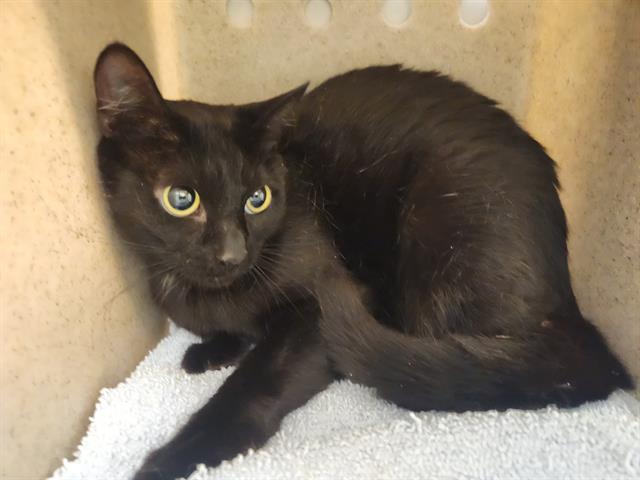 Shelter Stray Female Cat last seen Near BLOCK BYERS RD SE, MAPLE VALLEY WA 98038, 21615 64th Ave S, Kent, WA 98032, USA