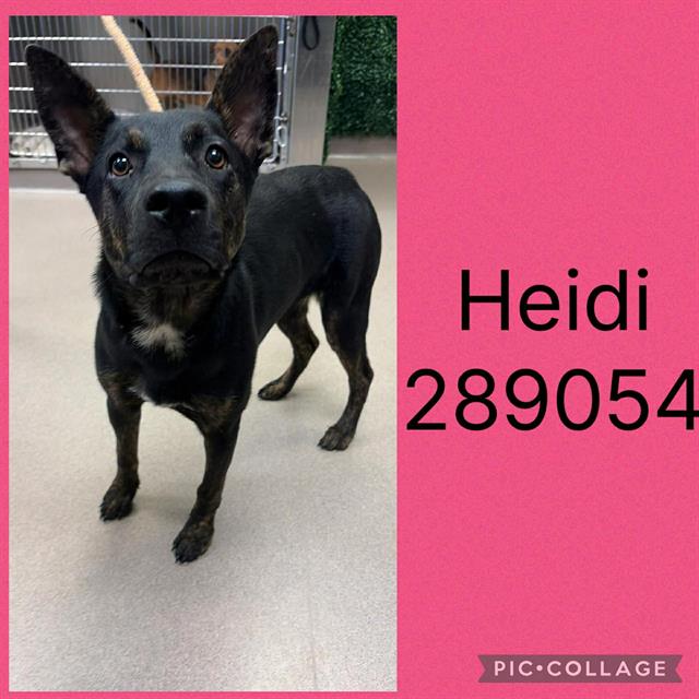 Shelter Stray Female Dog last seen HOUSTON RD, 4214 Fulton Mill Rd, Macon, GA 31216, USA