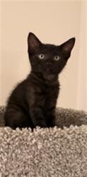 Shelter Stray Female Cat last seen , 14409 Vanowen St, Van Nuys, CA 91405, USA