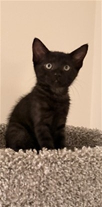 Shelter Stray Female Cat last seen , 14409 Vanowen St, Van Nuys, CA 91405, USA