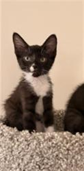 Shelter Stray Female Cat last seen , 14409 Vanowen St, Van Nuys, CA 91405, USA