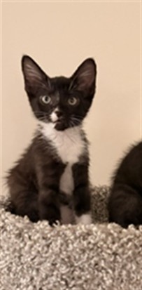 Shelter Stray Female Cat last seen , 14409 Vanowen St, Van Nuys, CA 91405, USA
