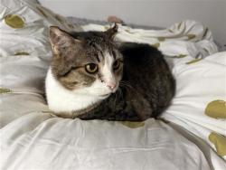 Shelter Stray Male Cat last seen Near BLOCK VERA CRUZ, 4710 TX-151, San Antonio, TX 78227, USA