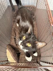 Shelter Stray Female Cat last seen Near BLOCK O'CONNOR RD, 4710 TX-151, San Antonio, TX 78227, USA
