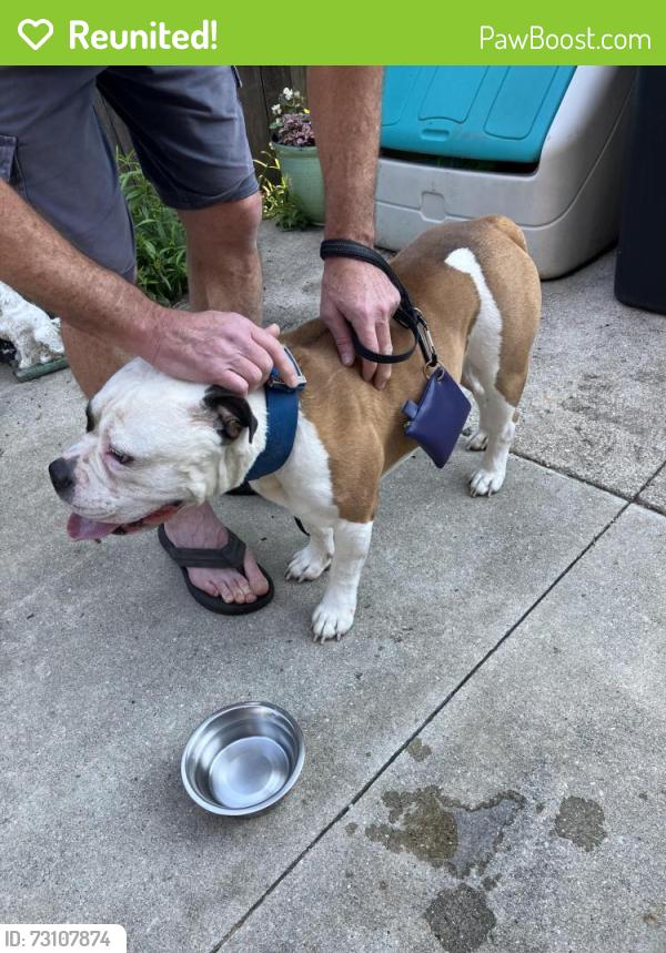 Reunited Male Dog last seen Addison and Pulaski, Chicago, IL 60641