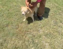 Reunited Unknown Dog last seen Meadow Lark Ln, Anna, TX 75409