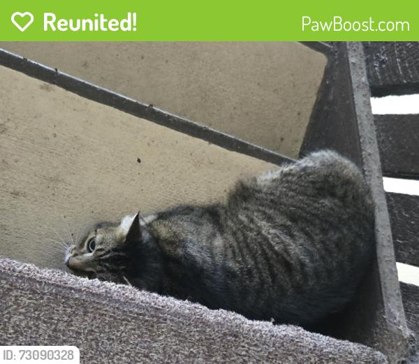 Reunited Unknown Cat last seen clbh Dr, Palm Club cndmniums, Palm Coast, FL 32137