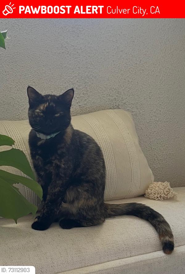 Lost Female Cat last seen Lindblade & Braddock, Culver City, CA 90230