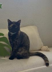 Lost Female Cat last seen Lindblade & Braddock, Culver City, CA 90230