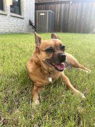 Lost Female Dog last seen Crossing Wright fwy, Dallas, TX 75215