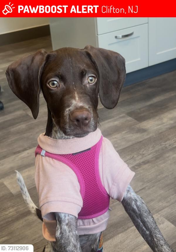 Lost Female Dog last seen Valley and dumont, Clifton, NJ 07013