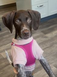 Lost Female Dog last seen Valley and dumont, Clifton, NJ 07013