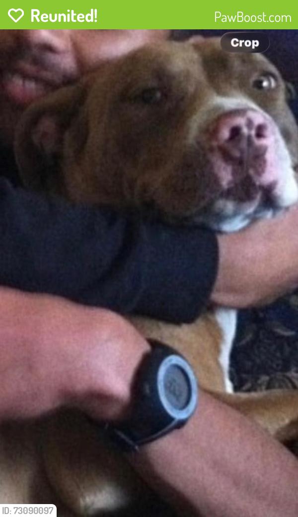 Reunited Female Dog last seen Rainier , Alvin , Natividad Rode, Salinas, CA 93906