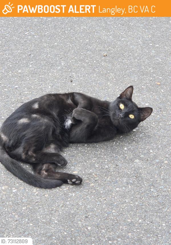 Found/Stray Male Cat last seen Doulas Cres and 207th parking lot, Langley, BC V3A 4G5