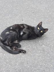 Found/Stray Male Cat last seen Doulas Cres and 207th parking lot, Langley, BC V3A 4G5