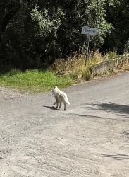 Found/Stray Unknown Dog last seen Powell butte nature park entrance off holgate blvd, west side, Portland, OR 97236